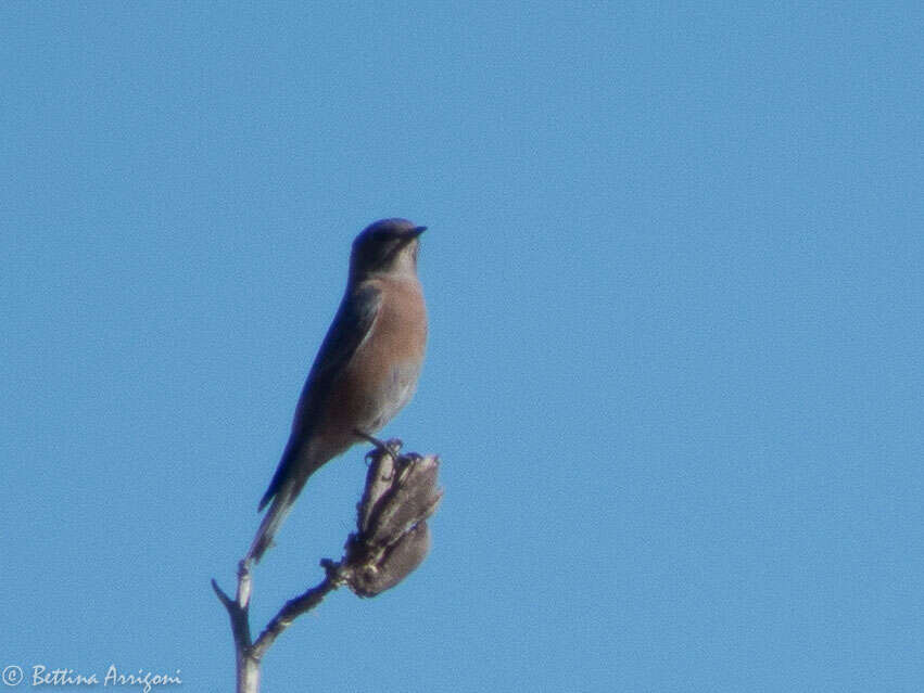 Image of Western Bluebird