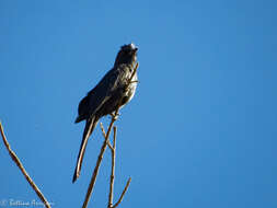 Image of Phainopepla Baird & SF 1858