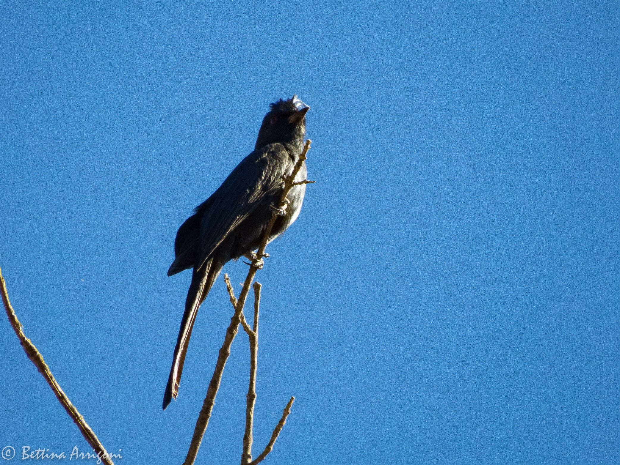 Image of Phainopepla Baird & SF 1858