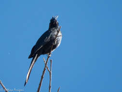 Image of Phainopepla Baird & SF 1858