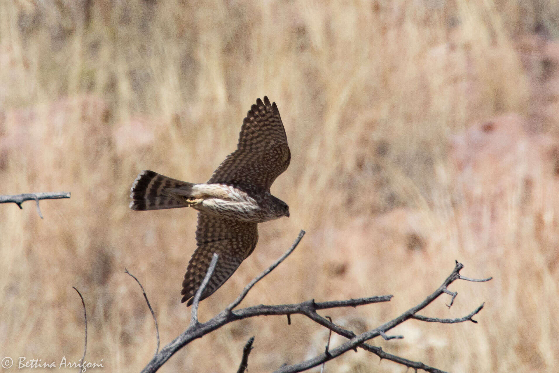 Image of Merlin