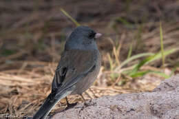 Image of juncos