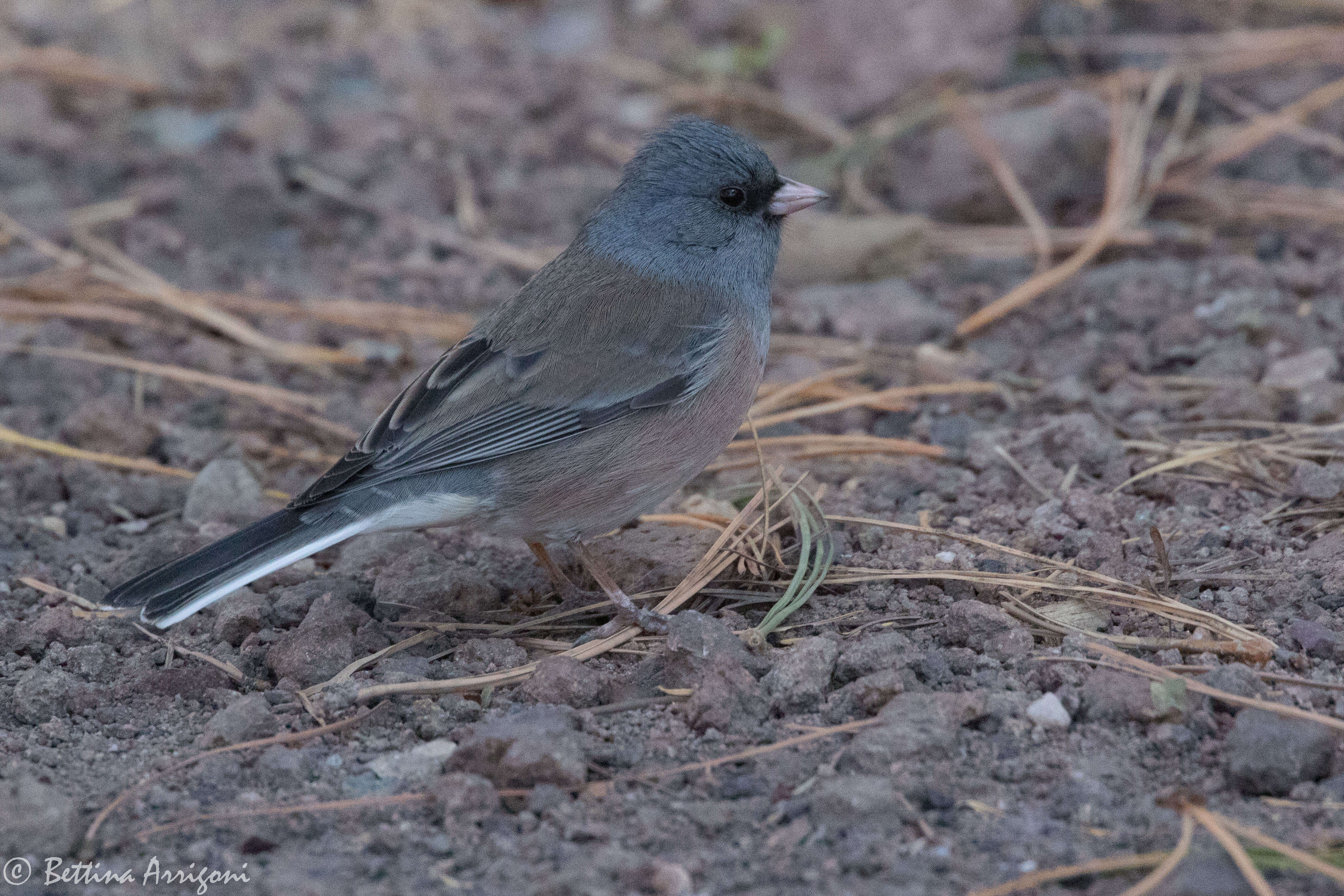 Image of juncos