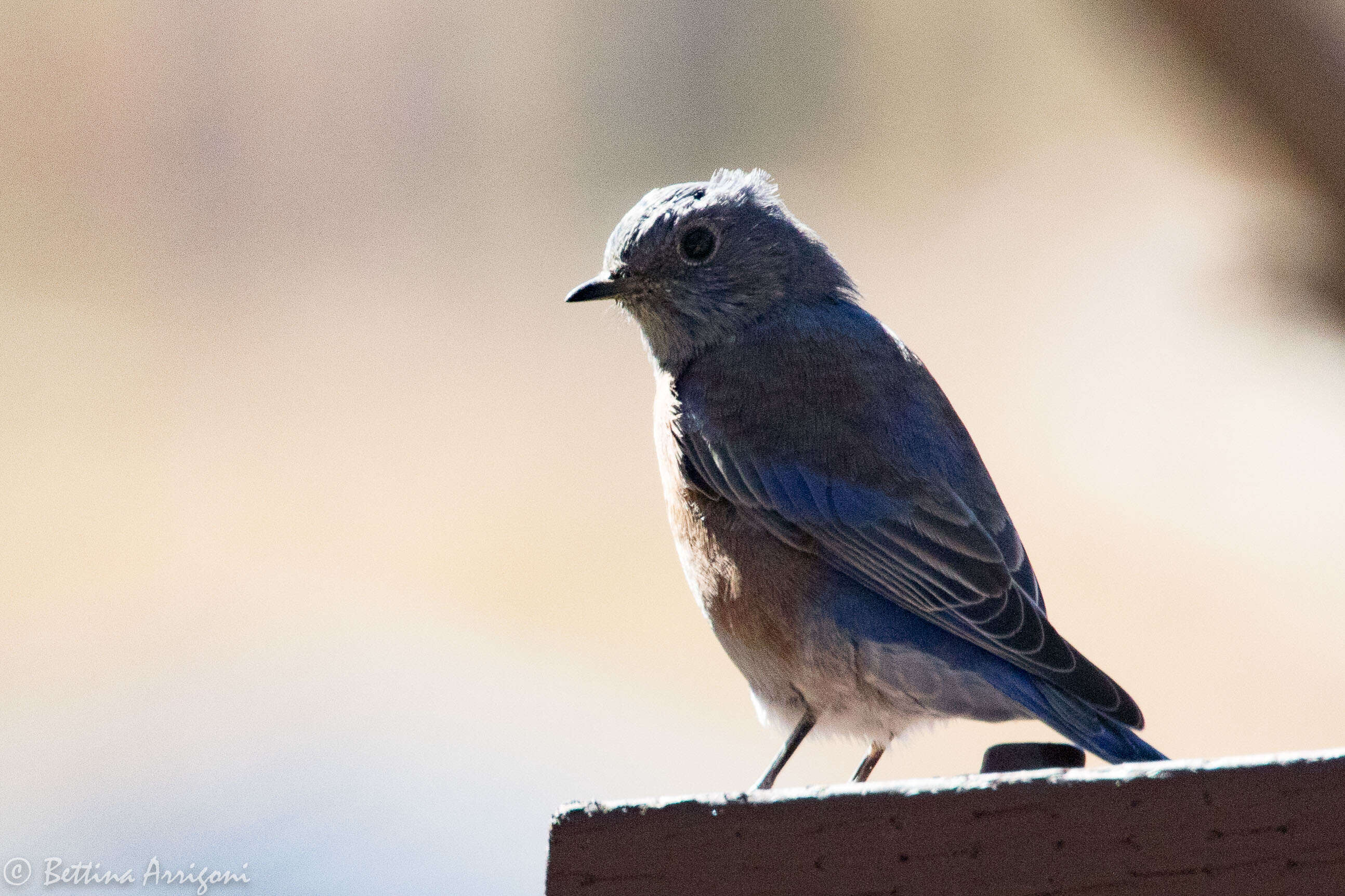 Image of Western Bluebird