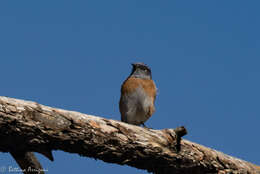 Image of Western Bluebird