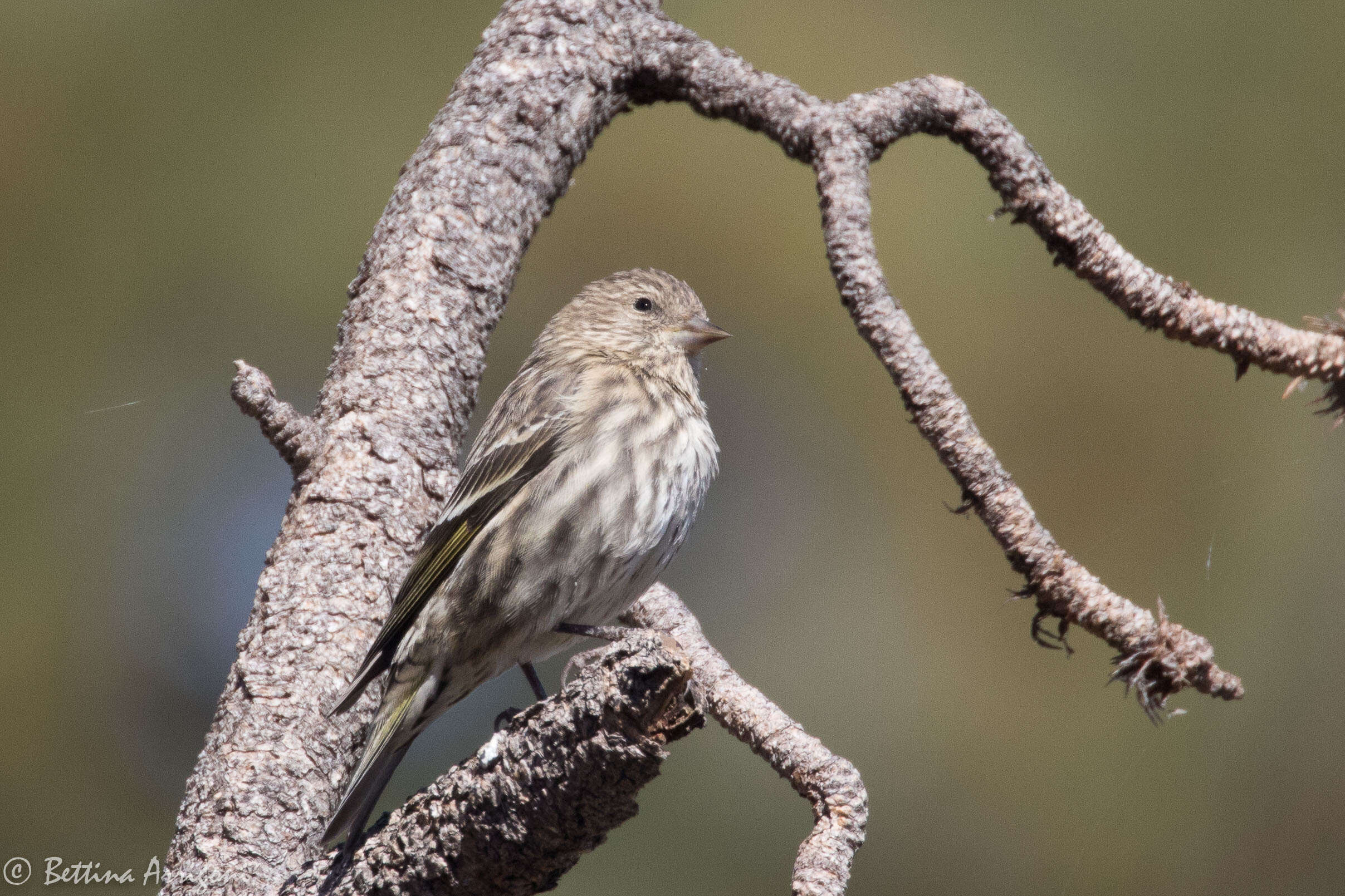 Image of Pine Siskin