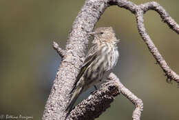 Image of Pine Siskin