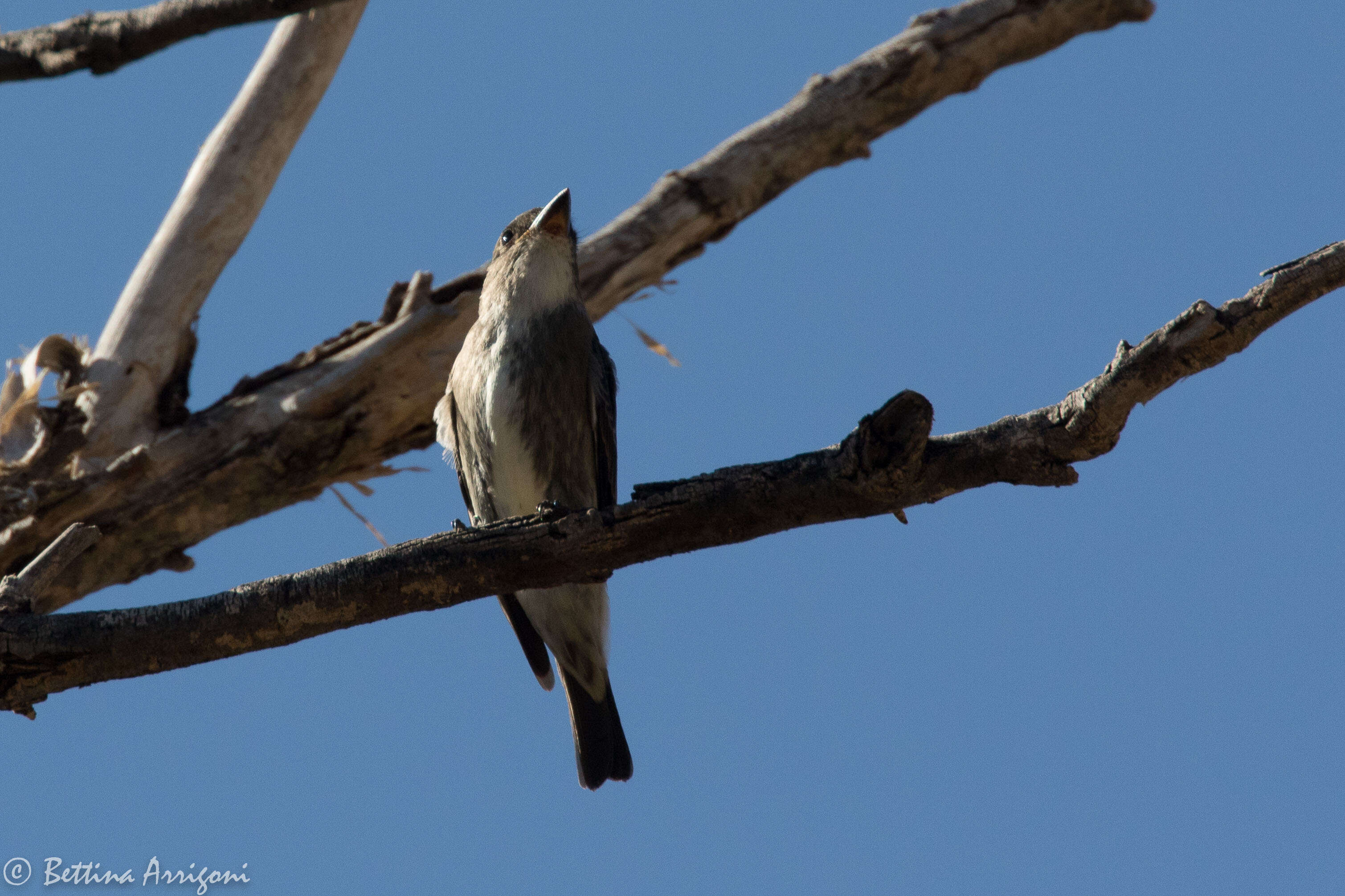 Image of Olive-Sided Flycatcher