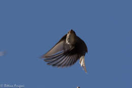 Image of Olive-Sided Flycatcher
