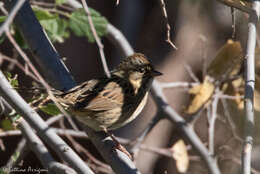 Image of Lincoln's Sparrow