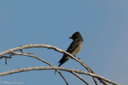 Image of Western Wood Pewee