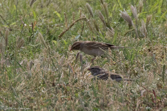 Image of Clay-colored Sparrow