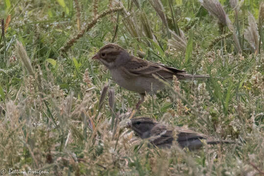 Image of Clay-colored Sparrow