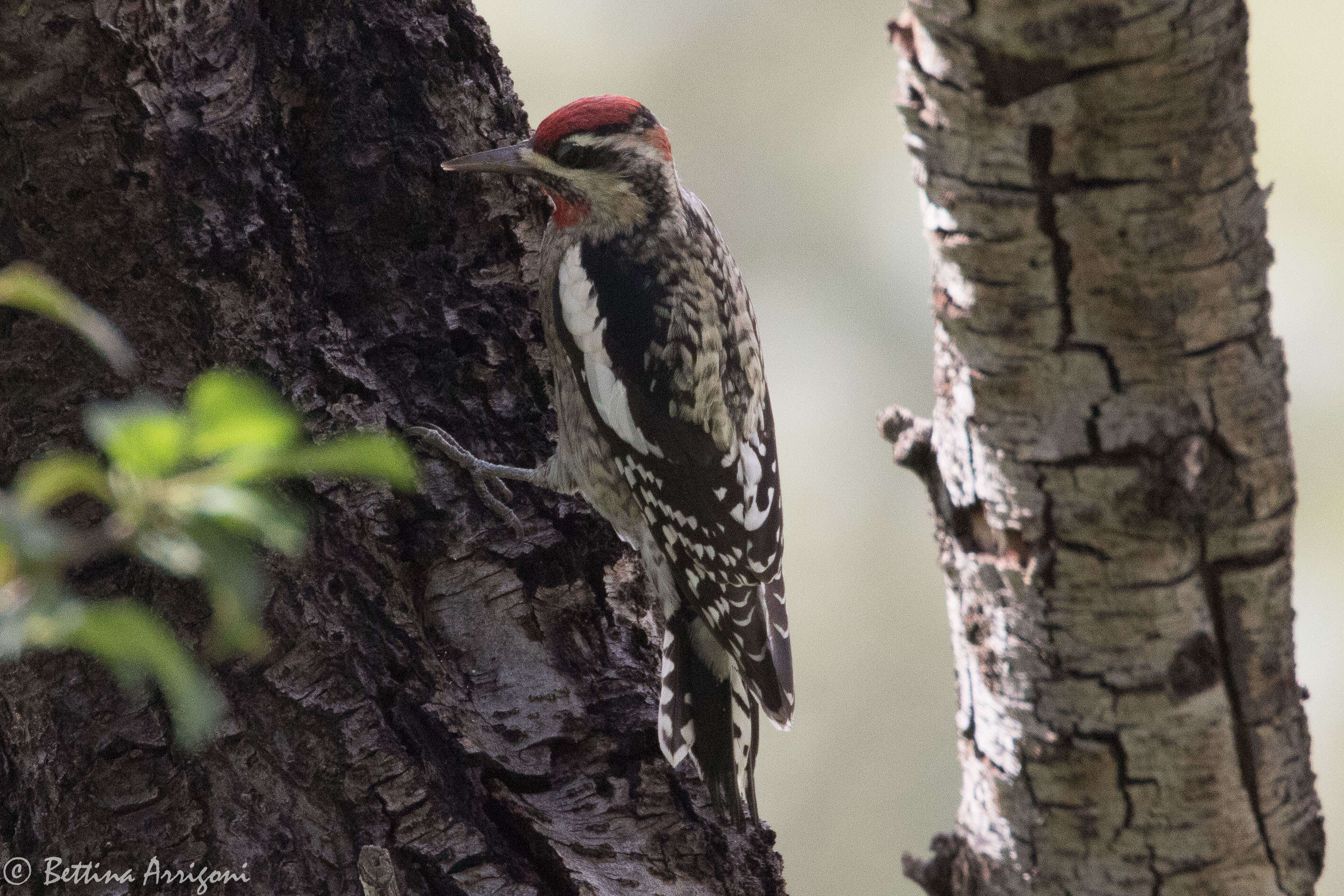 Image of Red-naped Sapsucker