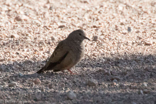 Image of Common Ground Dove