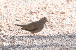 Image of Common Ground Dove