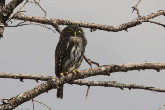 Image of Northern Pygmy Owl