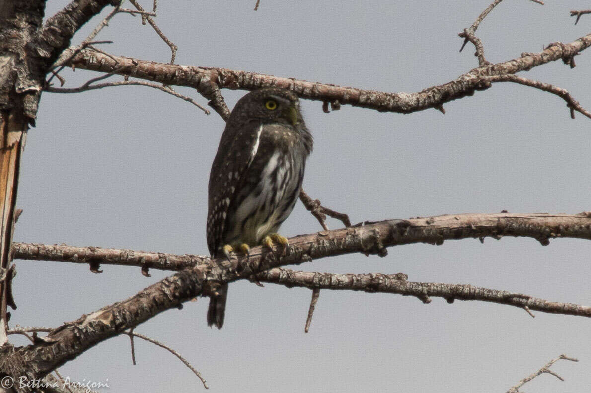 Image of Northern Pygmy Owl