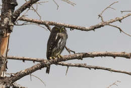 Image of Northern Pygmy Owl