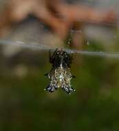 Image of Spined Micrathena