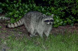 Image of raccoons