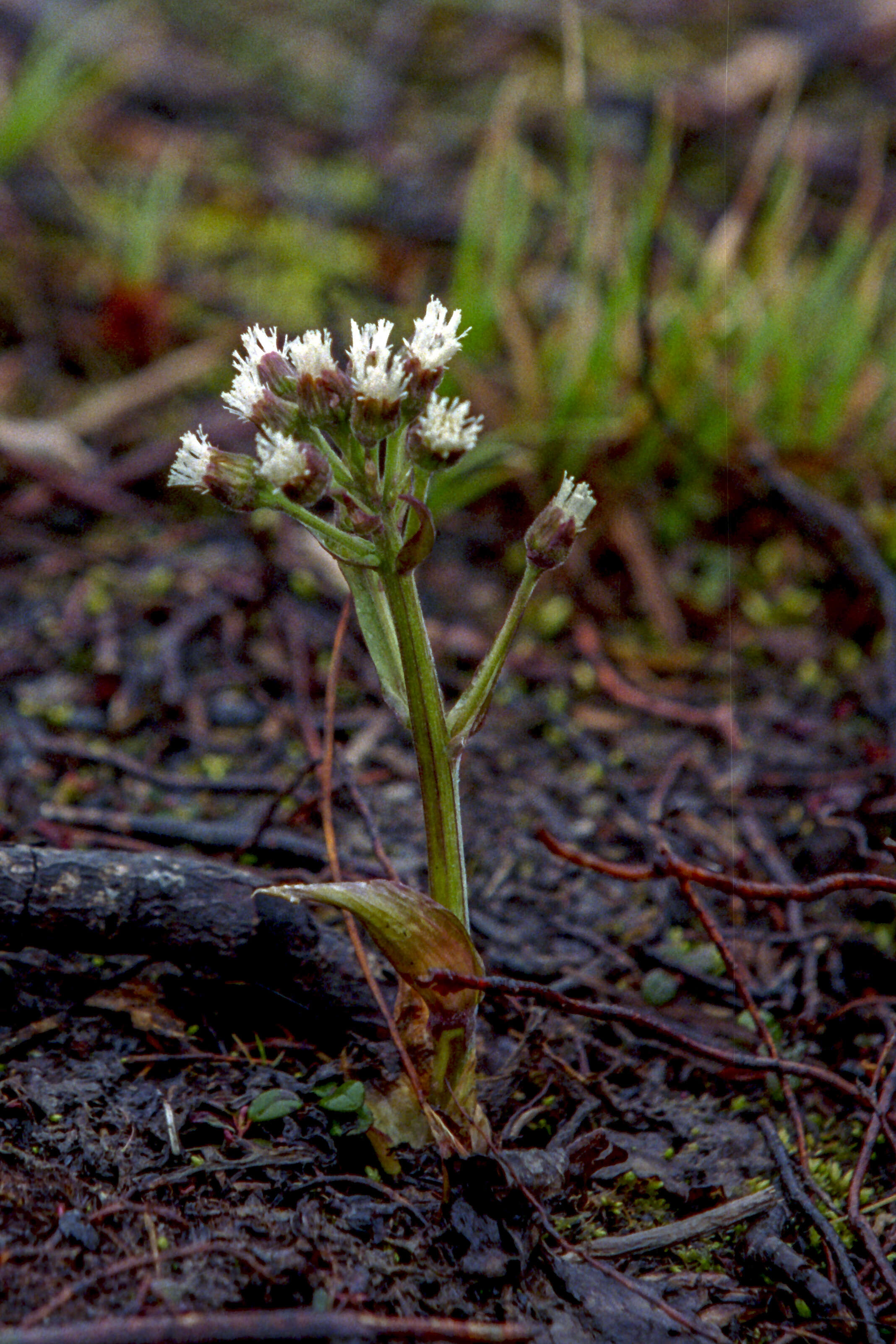 Plancia ëd Petasites frigidus (L.) R. E. Fr.