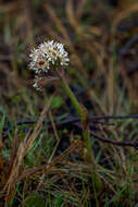 Image of arctic sweet coltsfoot