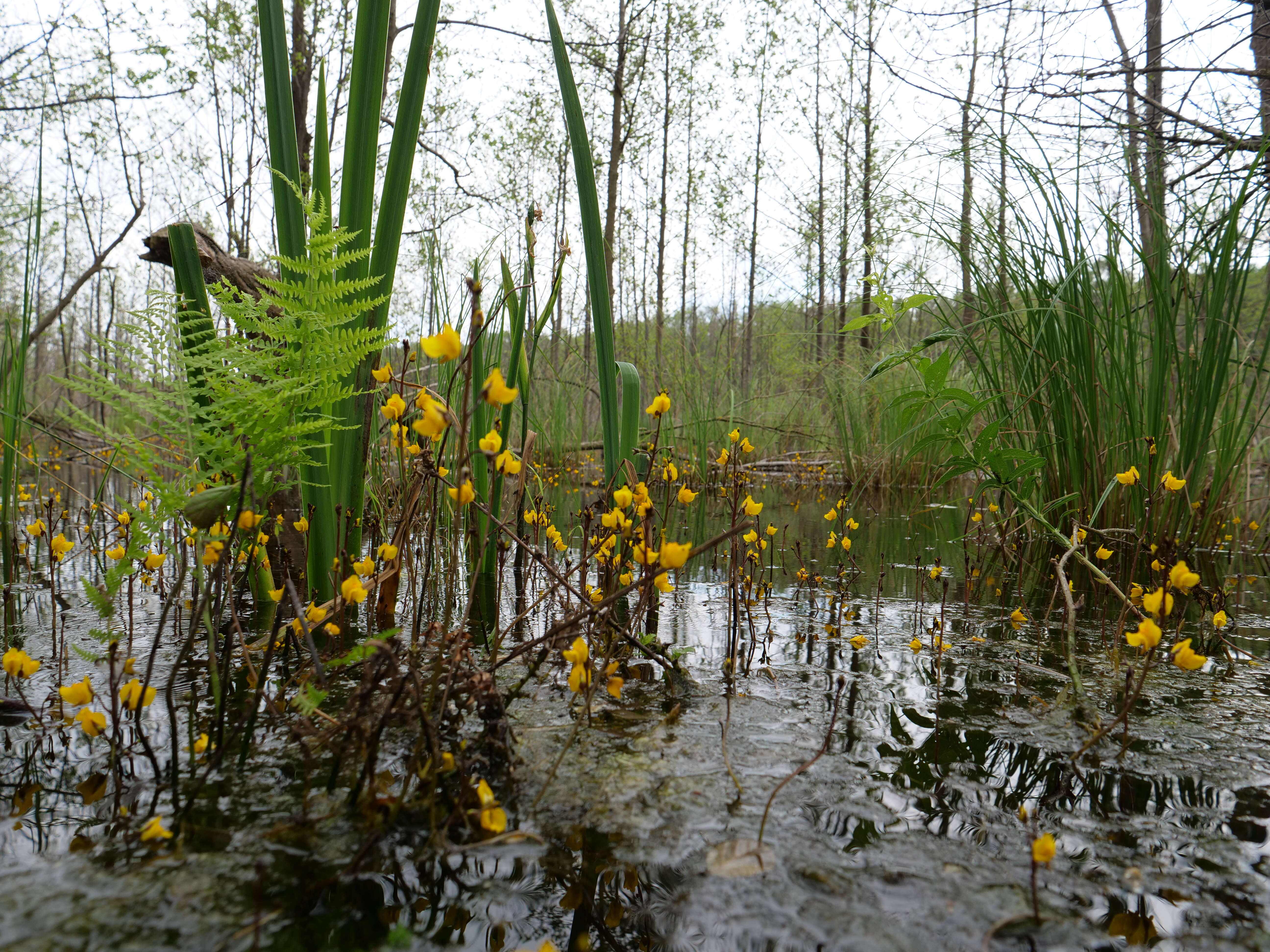 Image of Greater Bladderwort