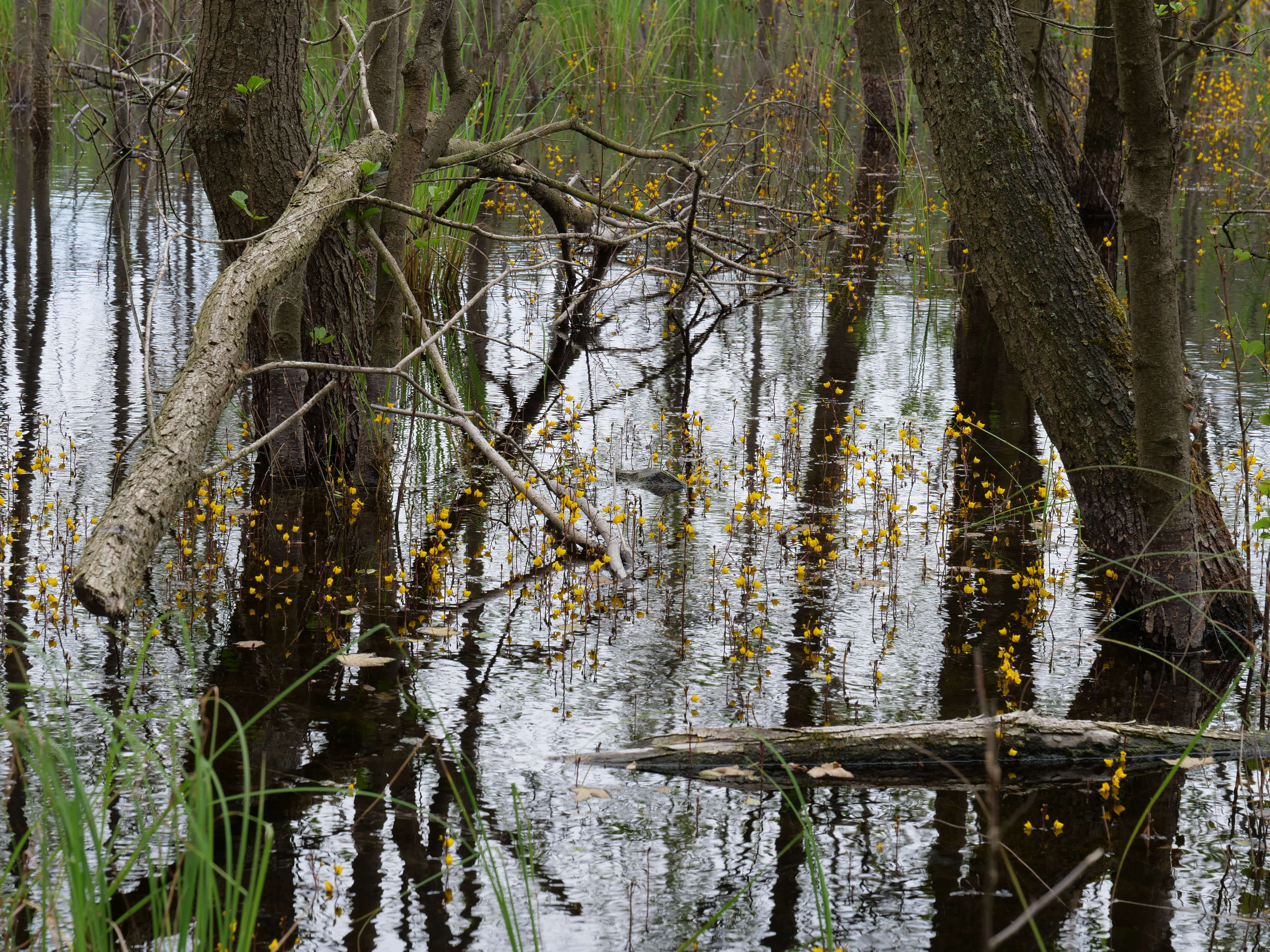 Image of Greater Bladderwort