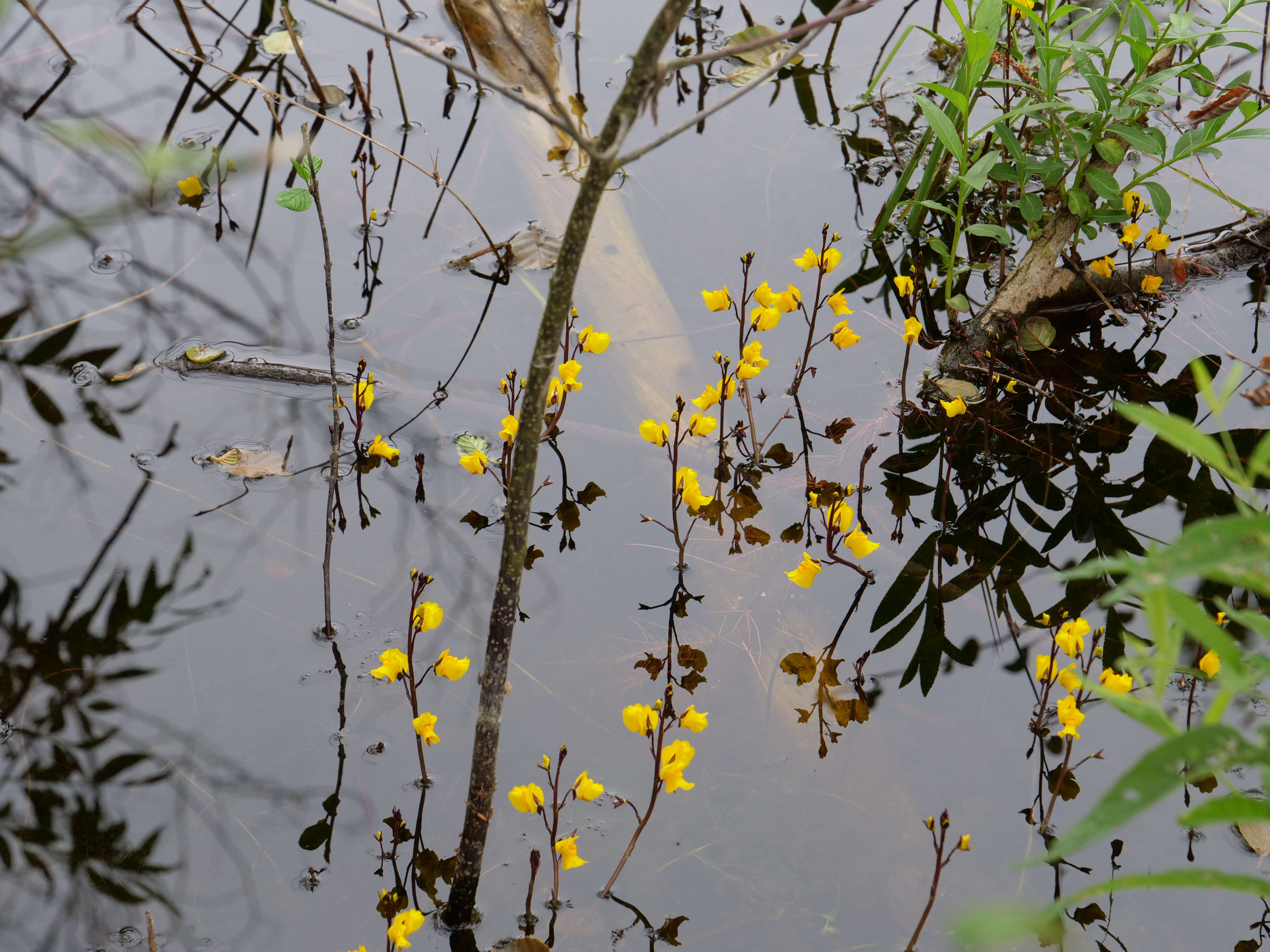 Image of Greater Bladderwort