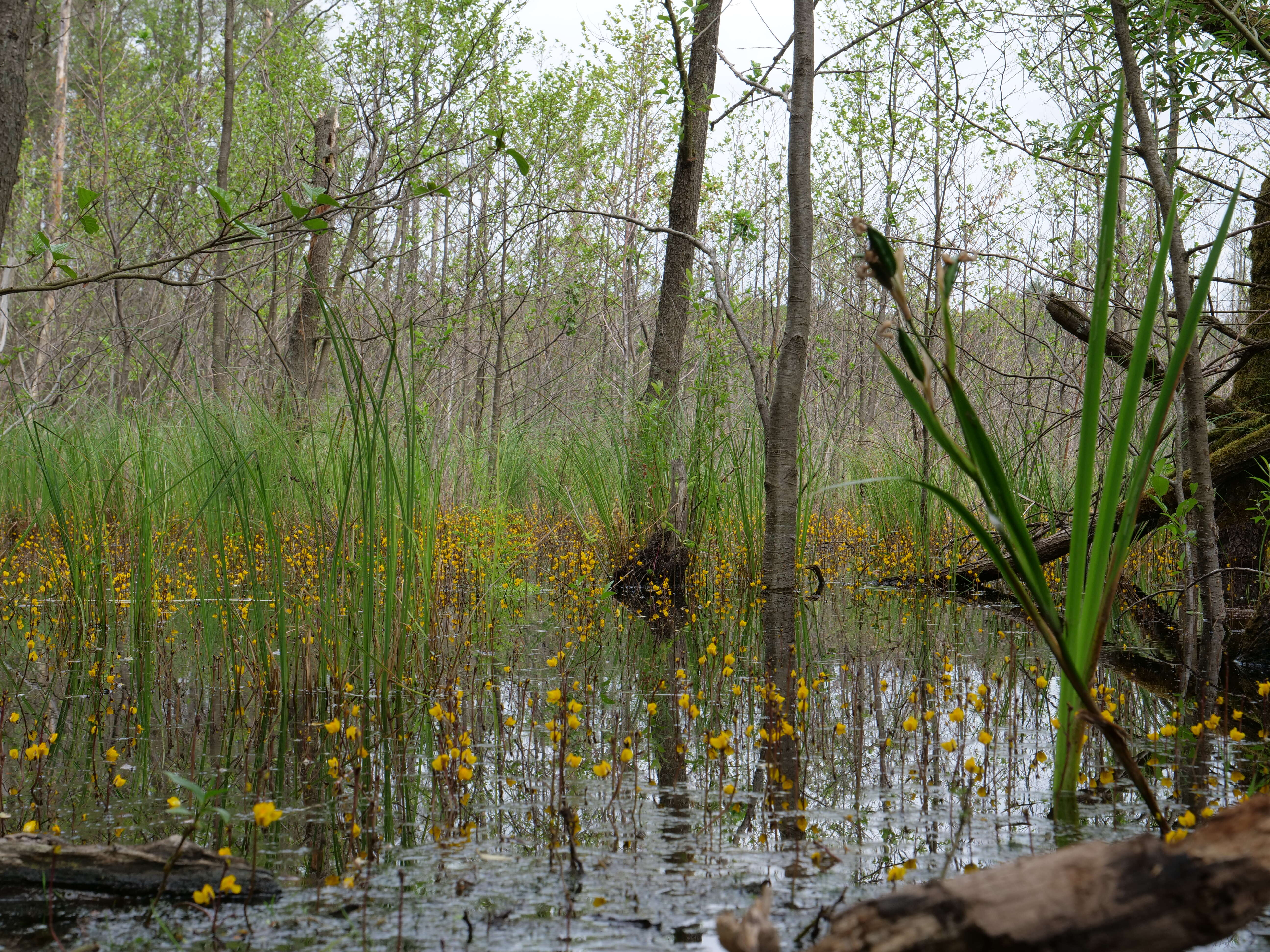 Image of Greater Bladderwort