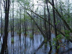 Image of Greater Bladderwort