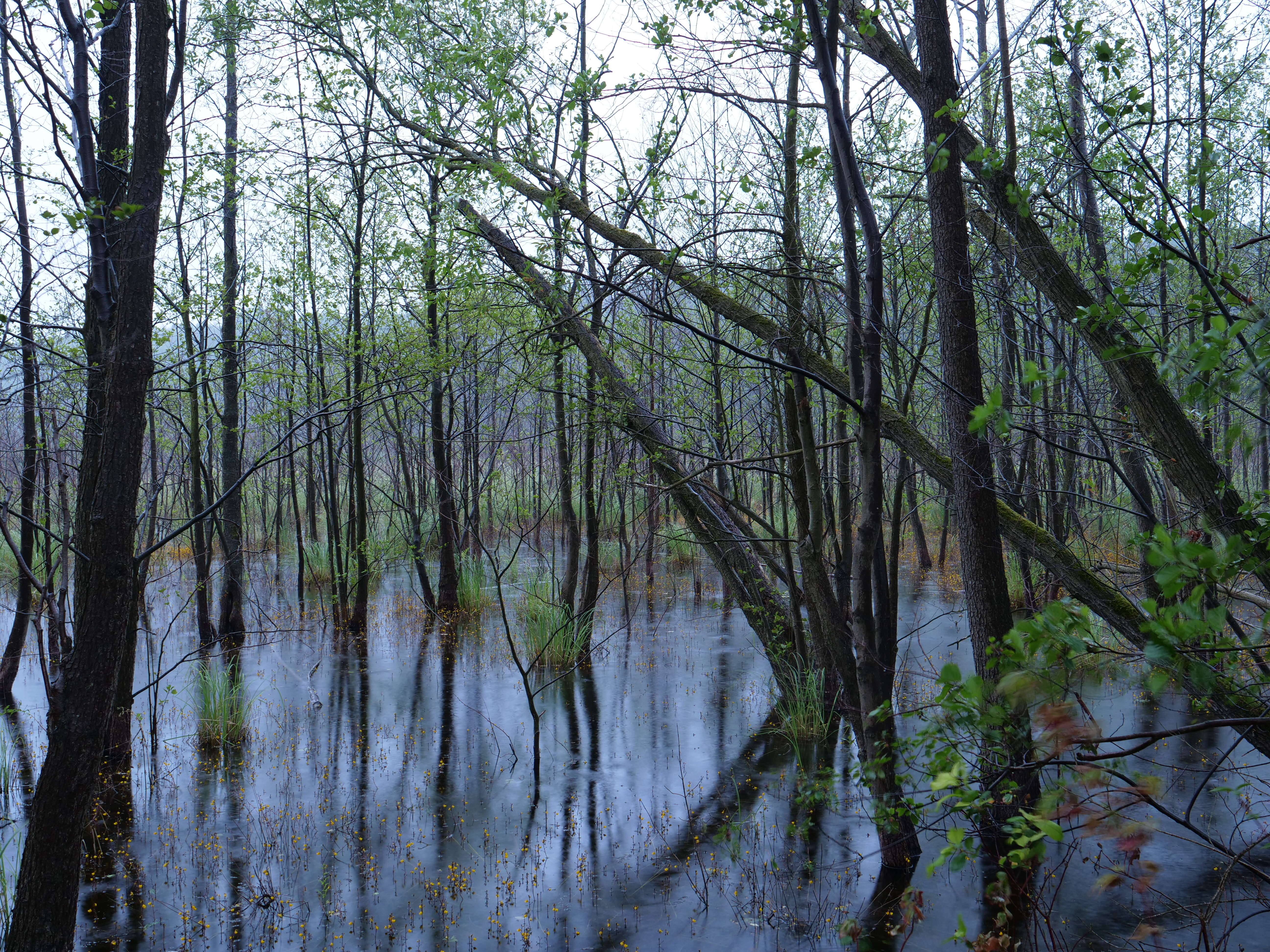 Image of Greater Bladderwort