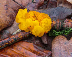 Image of Witches butter