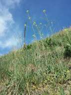 Image of Indian hedgemustard