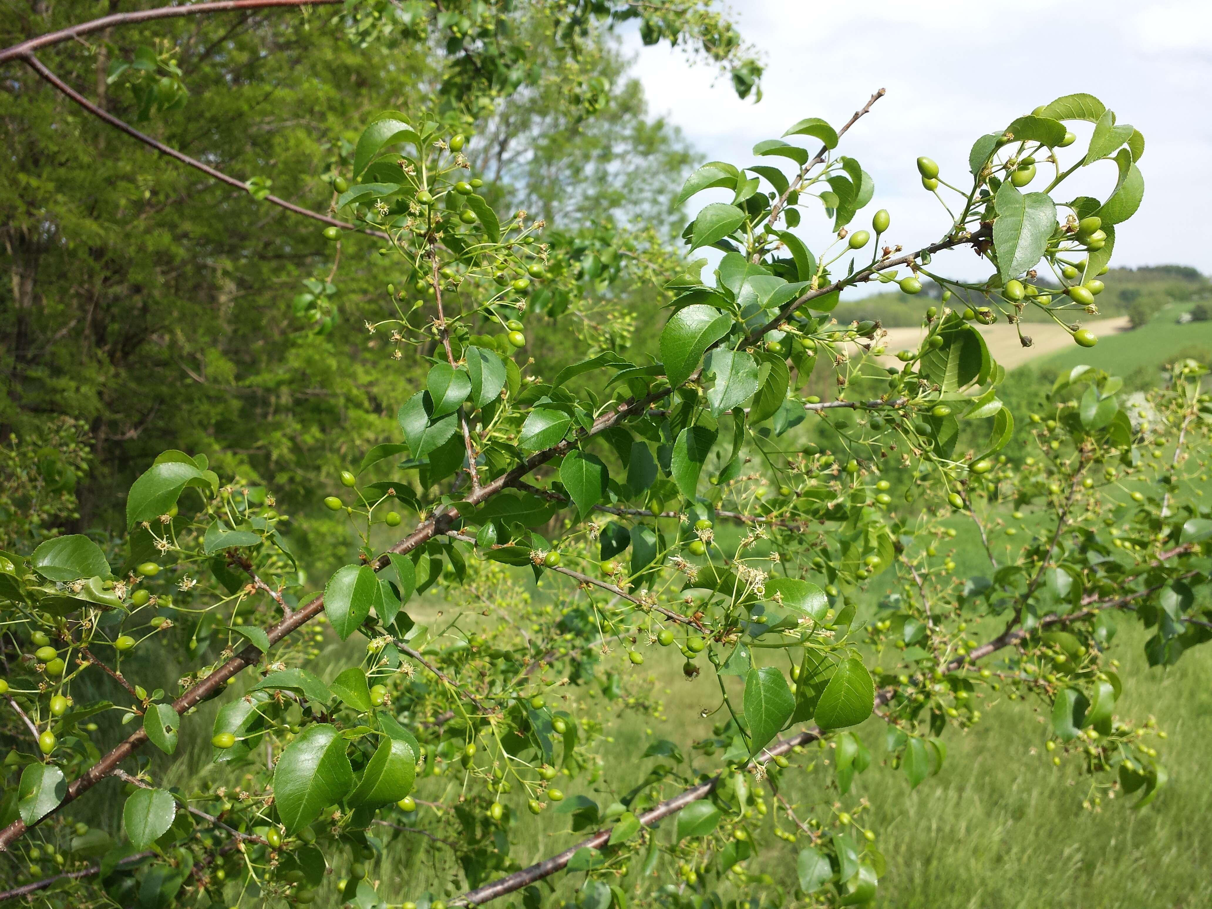 Image of Mahaleb cherry