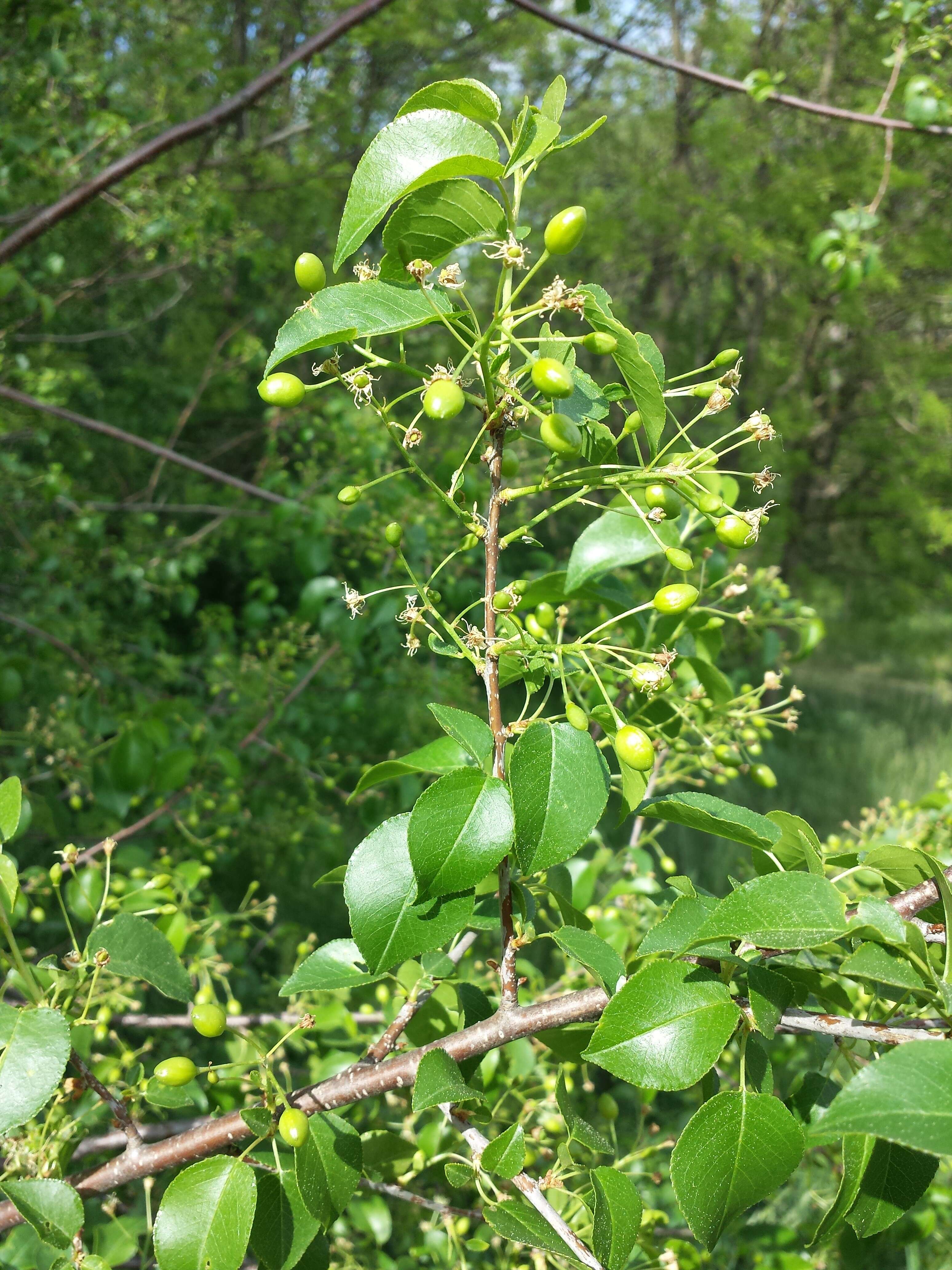 Image of Mahaleb cherry