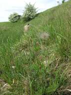 Image of Small Pasque Flower