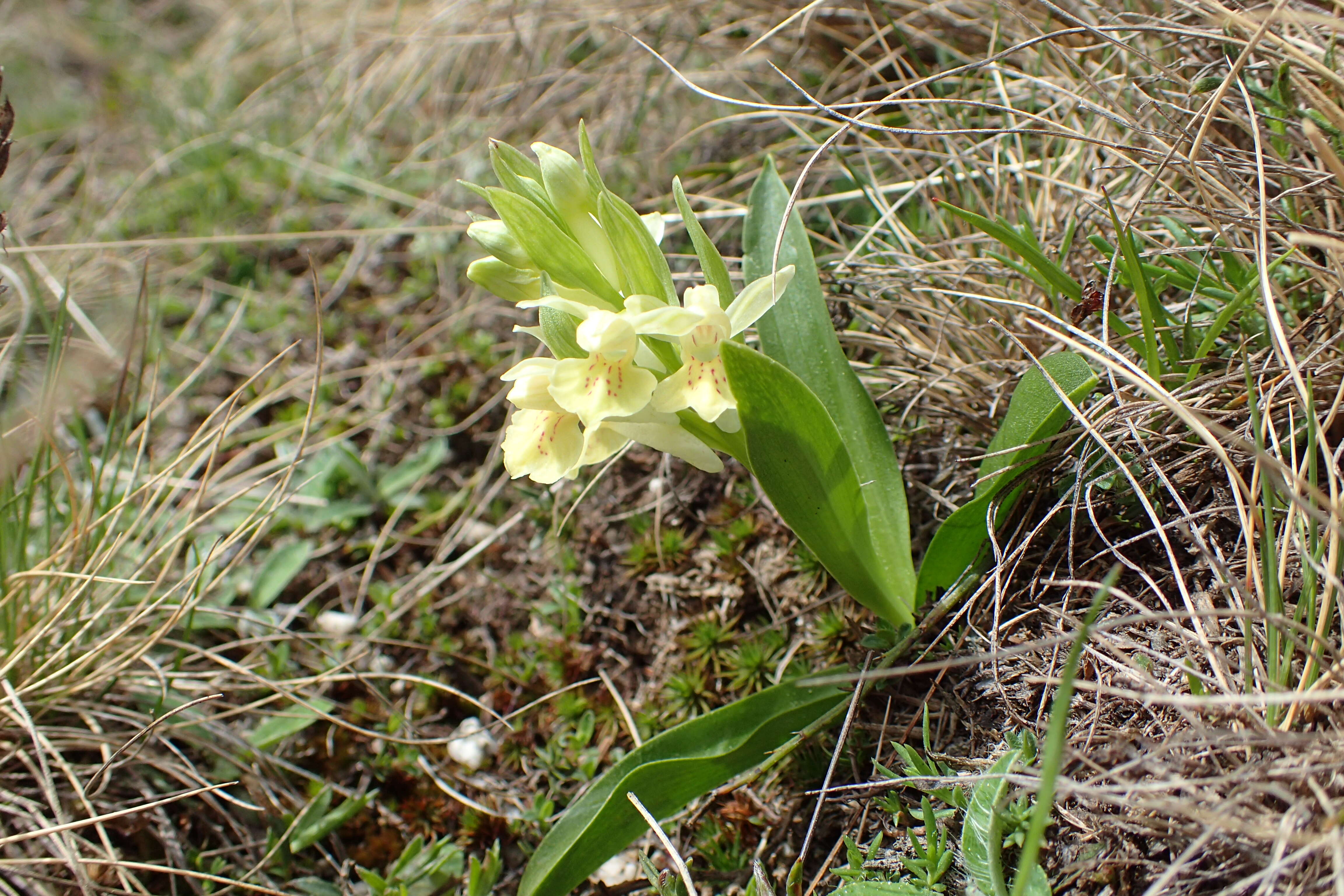 صورة Orchis provincialis Balb. ex Lam. & DC.