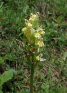 صورة Orchis provincialis Balb. ex Lam. & DC.