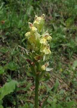 Orchis provincialis Balb. ex Lam. & DC.的圖片