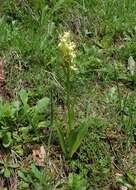 صورة Orchis provincialis Balb. ex Lam. & DC.