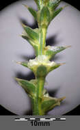 Image of Prickly Russian-Thistle