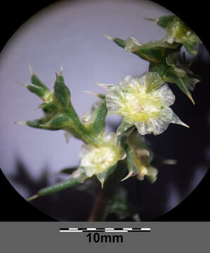 Image of Kali tragus (L.) Scop.