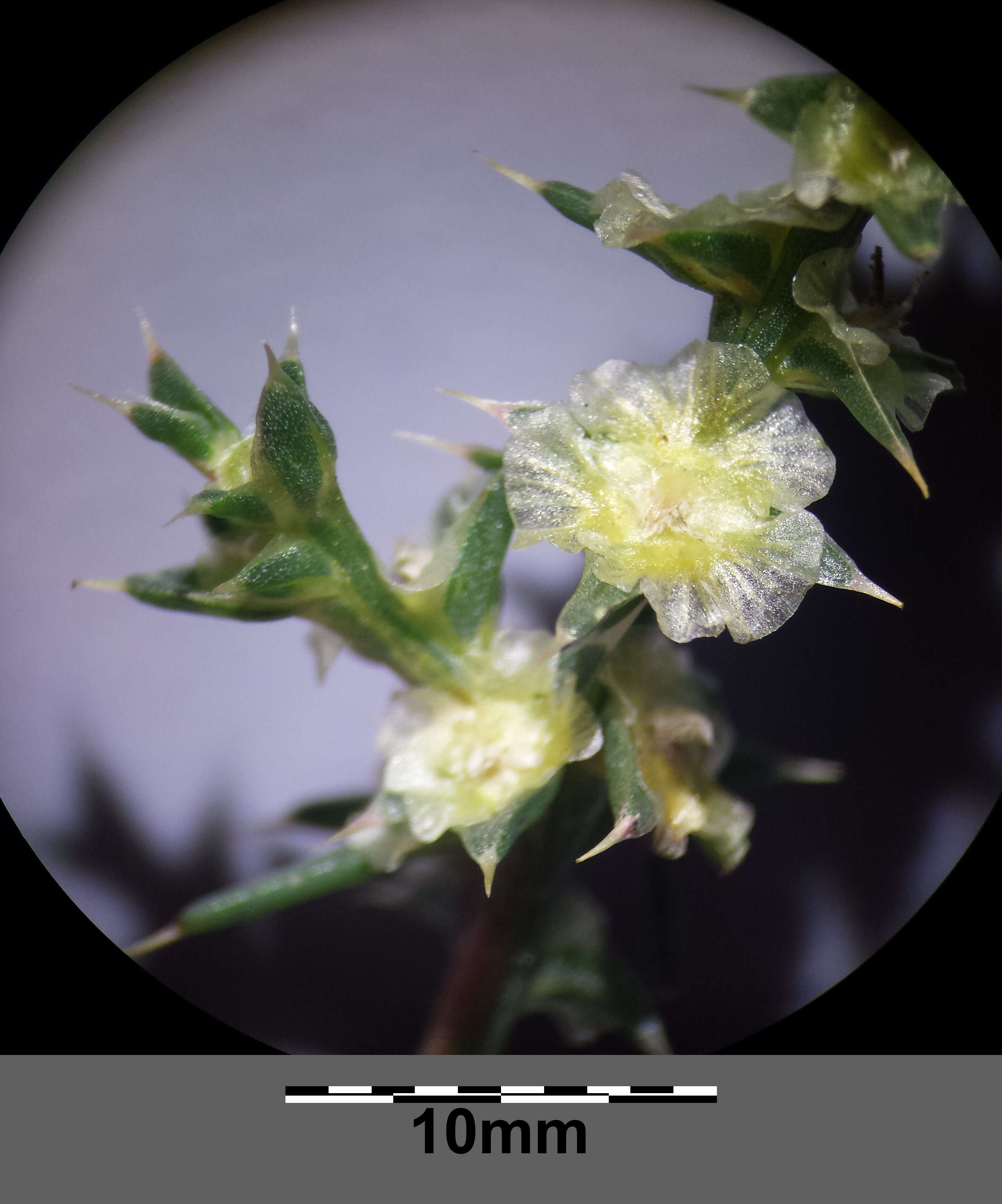 Image of Prickly Russian-Thistle