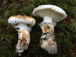 Image of White Matsutake