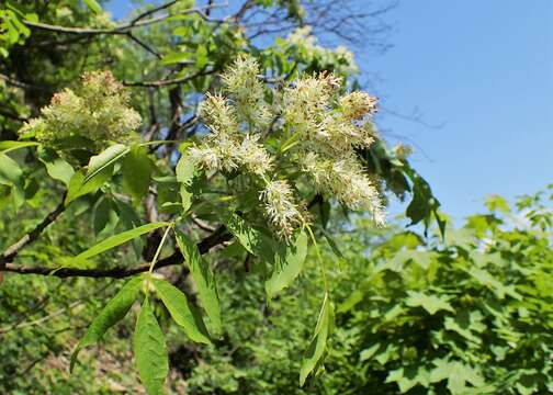 Image of Manna Ash