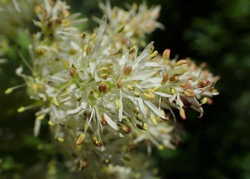 Image of Manna Ash