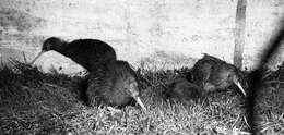 Image of Southern Brown Kiwi