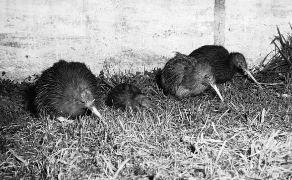 Image of Southern Brown Kiwi